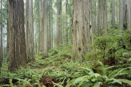 Redwood National Park in California is home to Hyperion, the tallest living tree in the world.