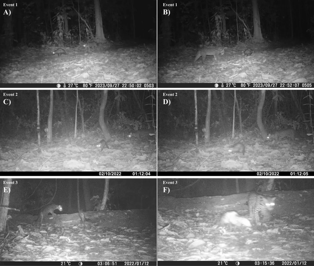 stills from black-and-white footage of opossums and ocelots at night