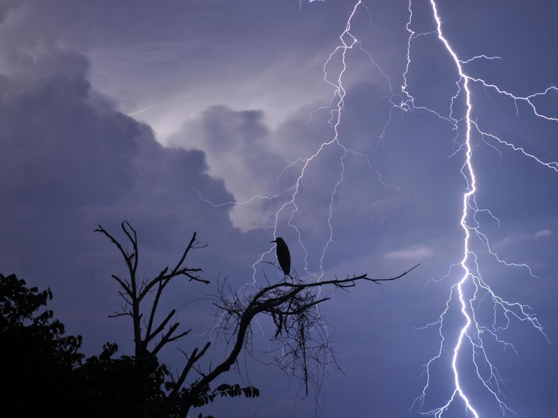 Storm & Bird Smithsonian Photo Contest Smithsonian Magazine