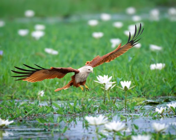 Brahminy Kite thumbnail