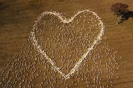 Unable to attend the funeral, an Australian farmer made a video of sheep in the shape of a heart to express his grief for his aunt, who died after a two-year battle with cancer.



