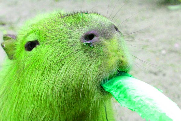 Lime green capybara thumbnail