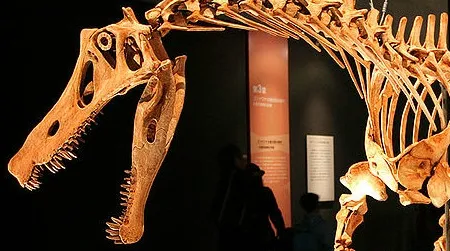 A reconstruction of Irritator
