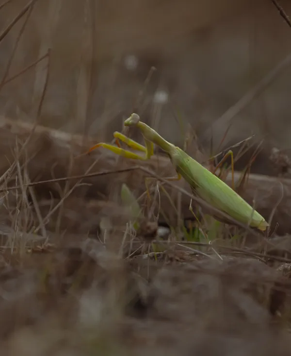 A Meandering Mantis thumbnail