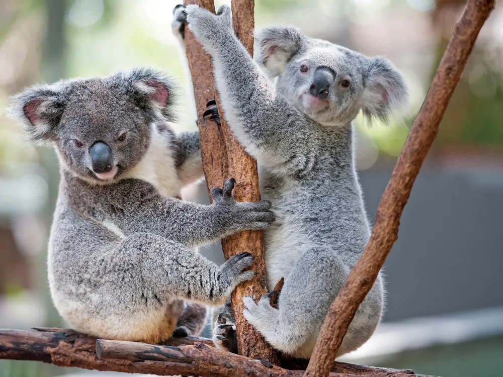 two koalas