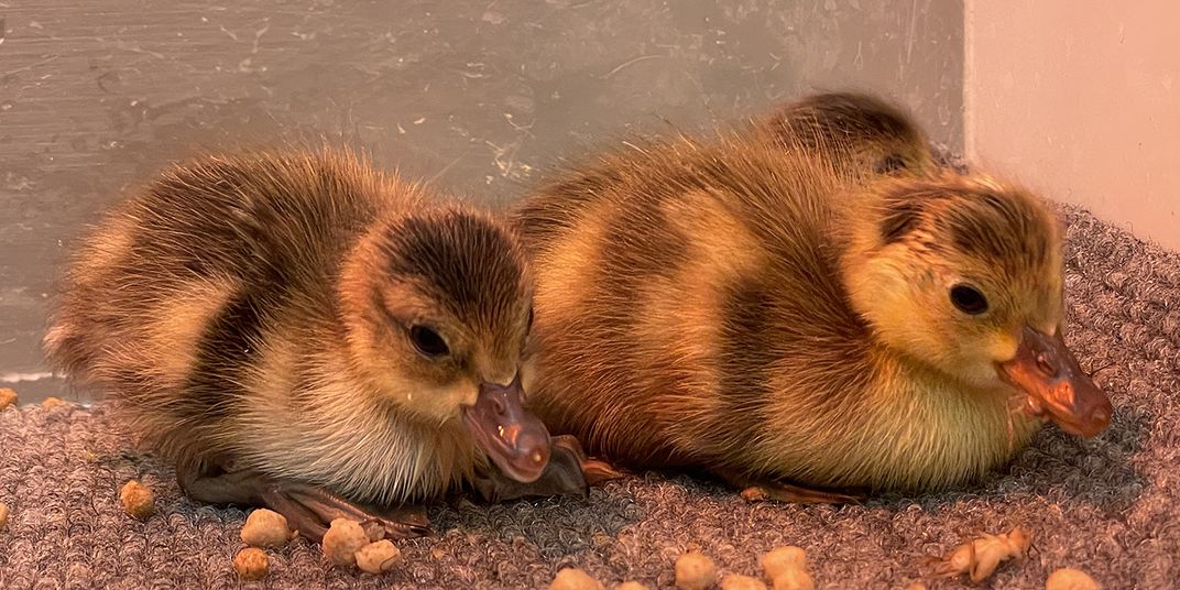 Two fuzzy yellow-and-brown ducklings rest under an infrared heat lamp.