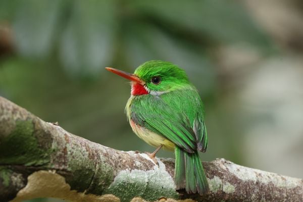 A Jamaican Tody stands guard of its nest thumbnail