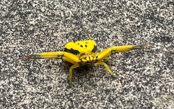 yellow and black crab spider thumbnail