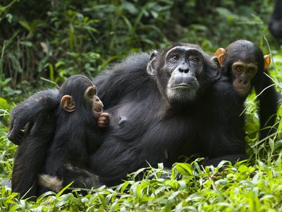 A chimpanzee (Pan troglodytes) mother resting with her children in western Uganda. 