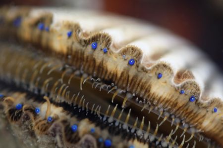 Scallops can have up to 200 eyes, although scientists still don't know exactly how they all work together to help the mollusks see. 