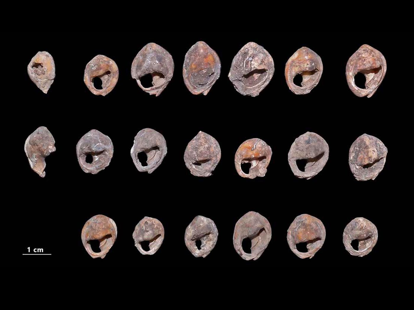Oldest Known Shell Beads  The Smithsonian Institution's Human Origins  Program