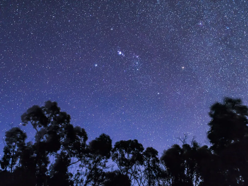 A twilight sky full of stars above some trees