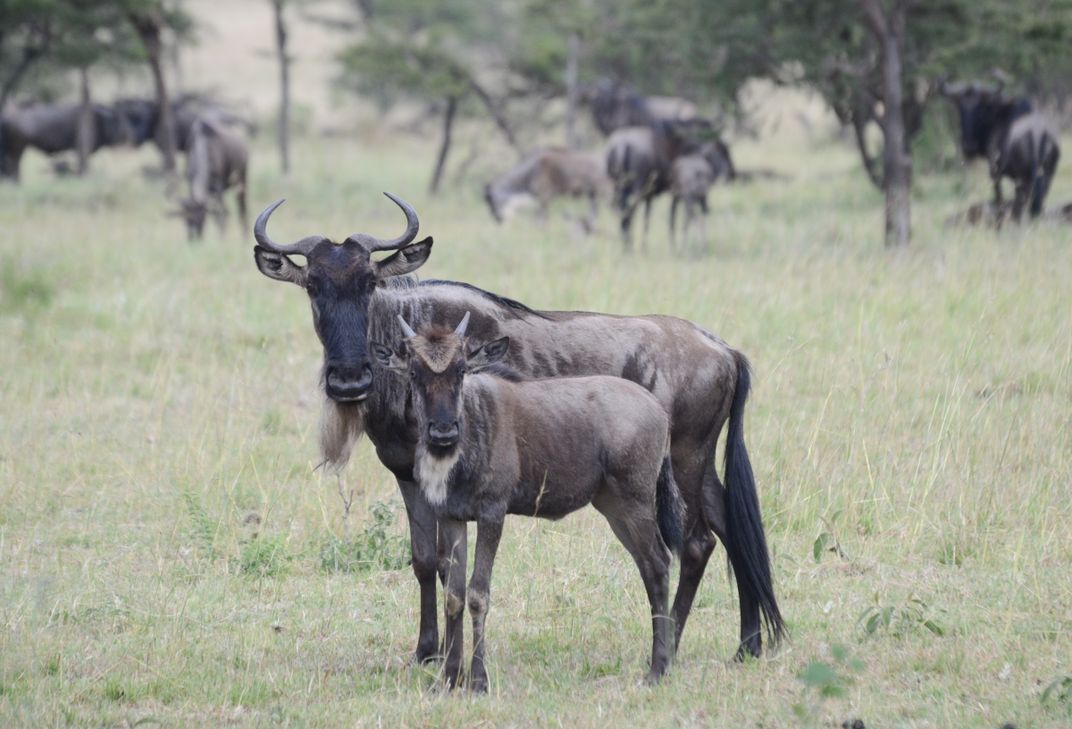 How Noisy Males Control the Gnu’s Cycle