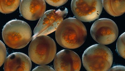 Can Animals Evolve Fast Enough to Keep Up With Climate Change?