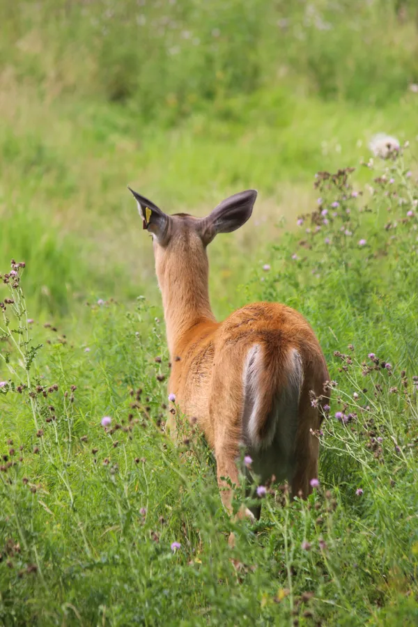 Serene Contemplation thumbnail