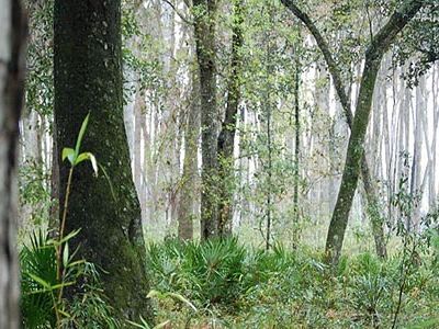 The Okefenokee Swamp is an enormous peat bog 38 miles long by 25 miles wide, created 7,000 years ago.