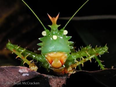 20110520102317katydid.jpg