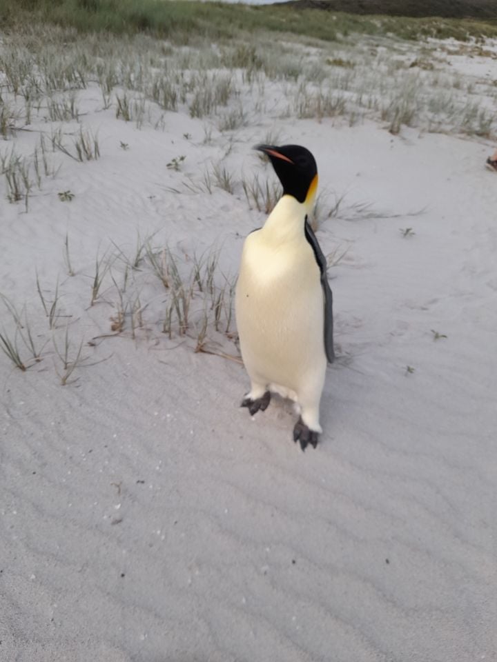 Emperor penguin standing on sandy beach