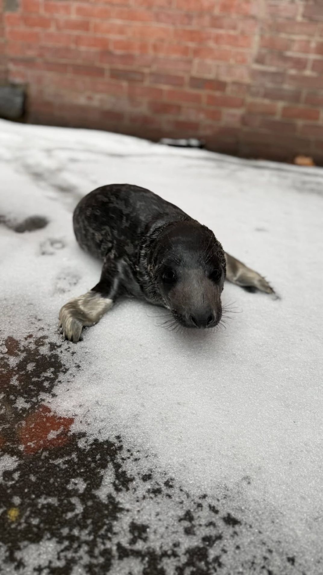 Baby seal on snow