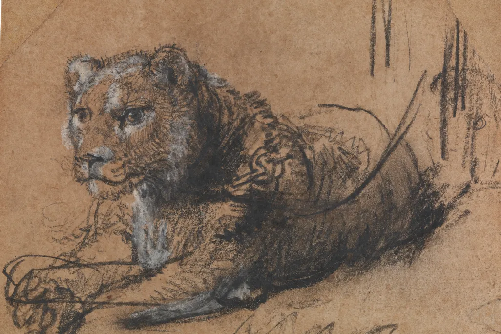 Young Lion Resting