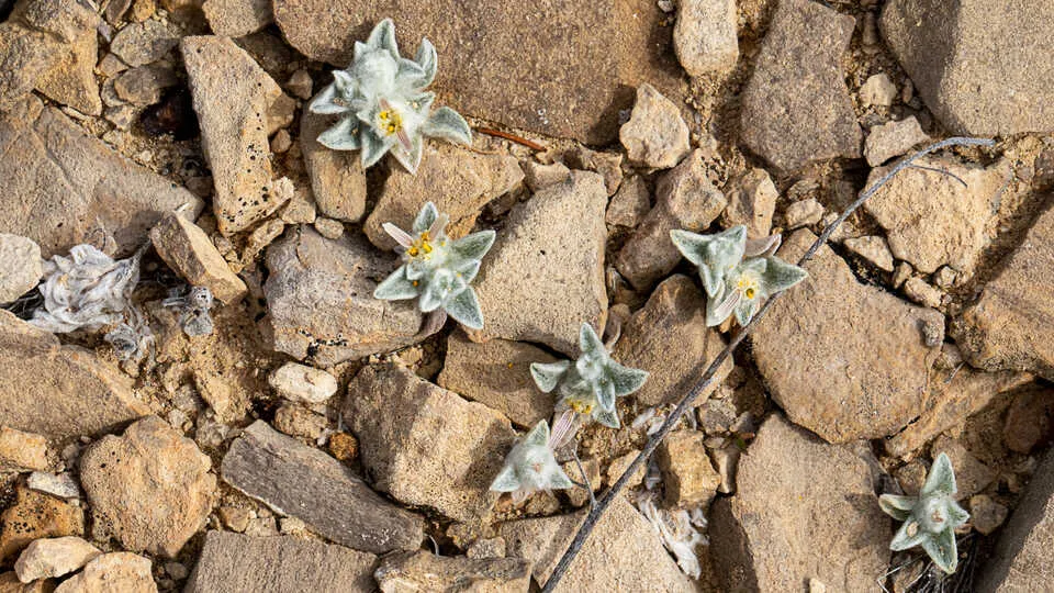 several small wooly devil plants