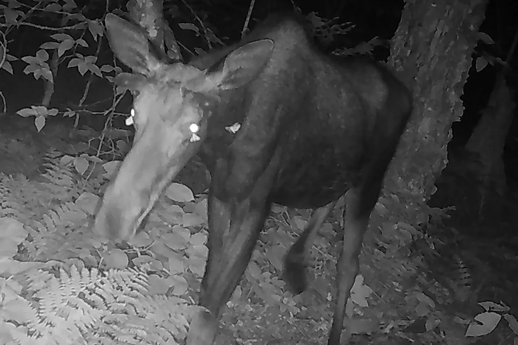Black and white photo of a moose with little moths near its head