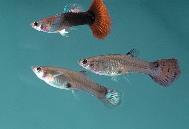 Trinidadian guppy