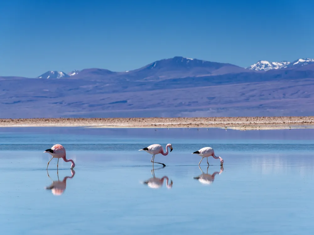 Three flamingos in water with mountains in the background