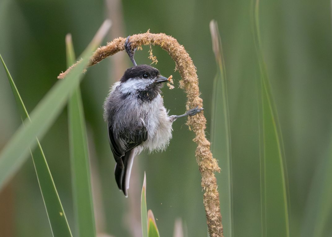 A Black-capped Chickadee clings to a single beige hook-shaped stem filled with seeds. The bird’s black legs appear to be spread at a 90-degree angle to hold the stem. The bird’s black bill is full of seeds.