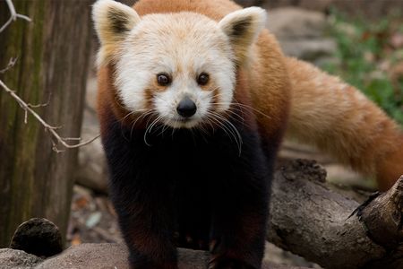 Shama, a red panda at the National Zoo, died August 16.