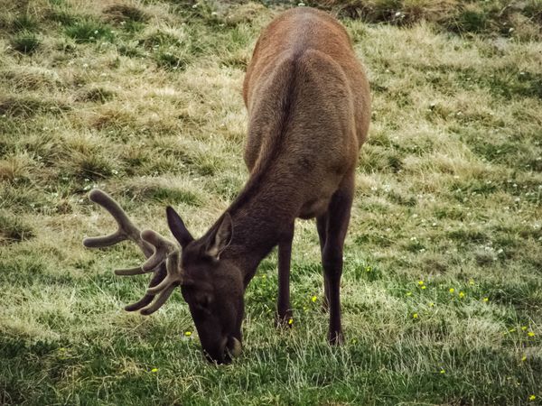 A wild elk in the Rocky Mountains thumbnail