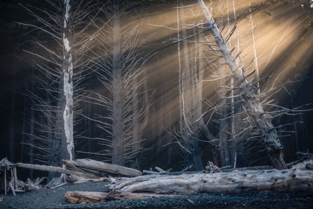 Light Streaming through the Trees on Rialto Beach Smithsonian Photo