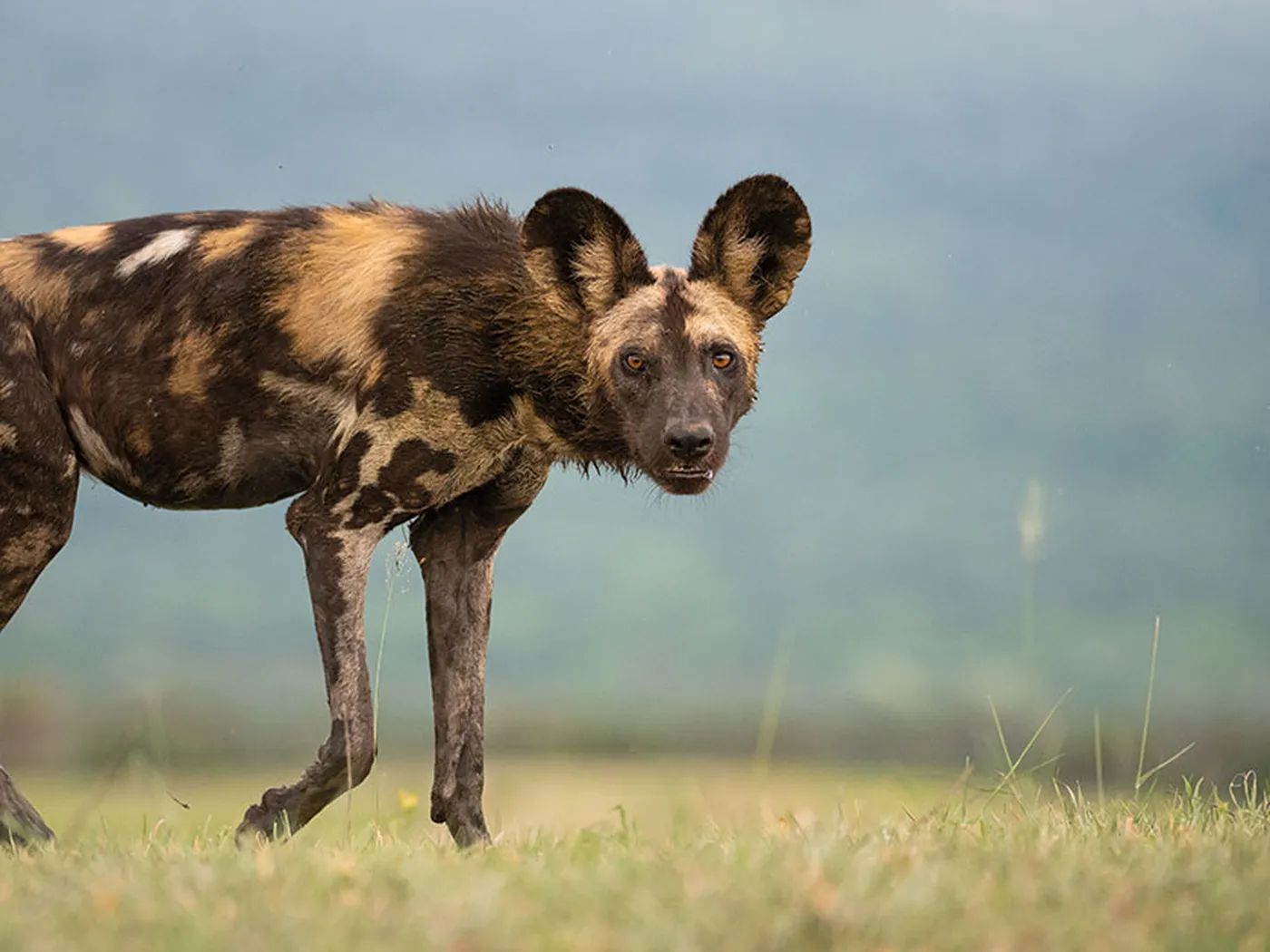 african wild dogs eating