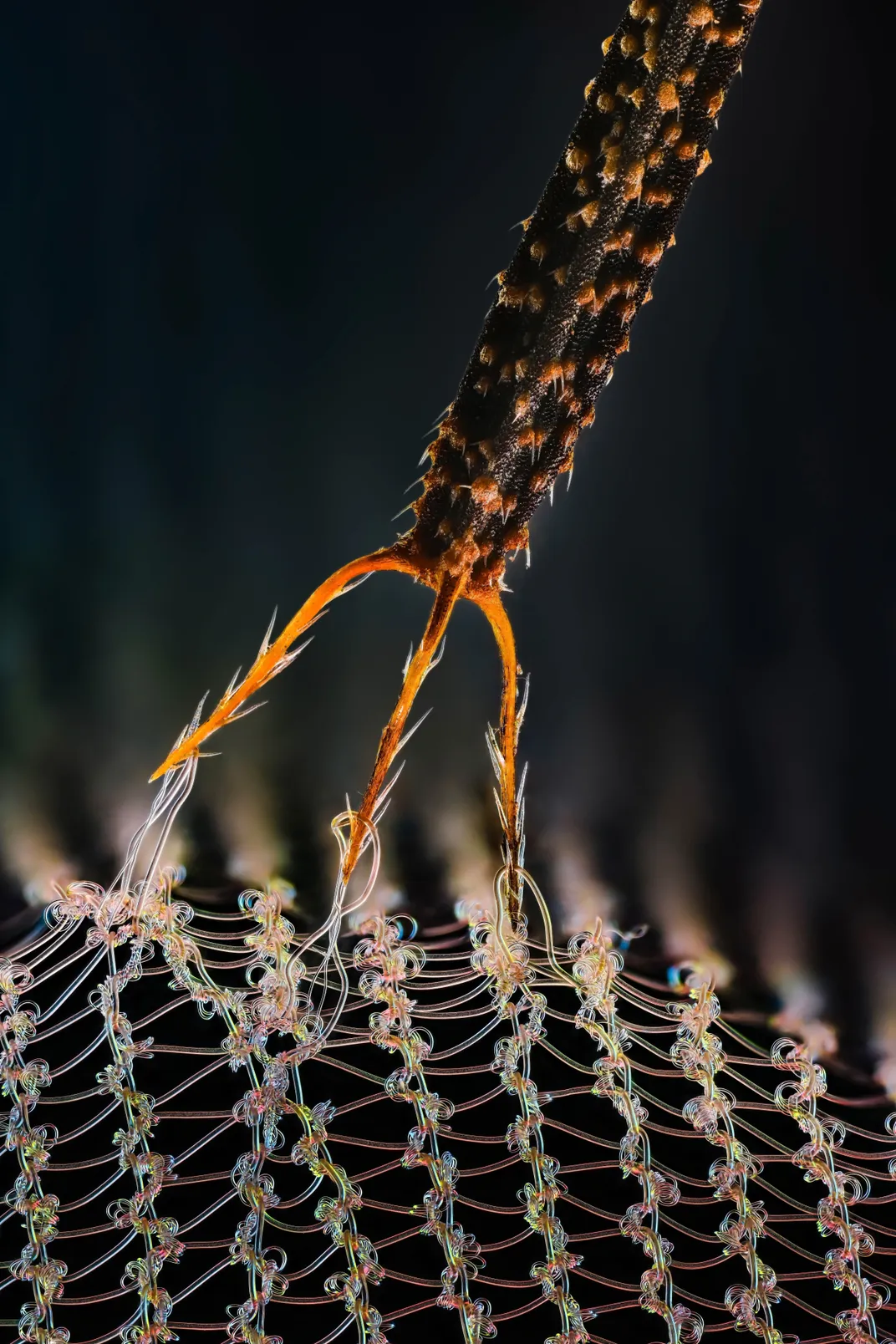 three barbs stick into fine fibers, looking like a trident or hand rake