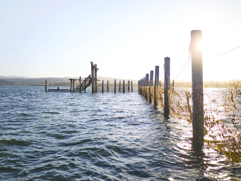 pilings from a fish trap seen over the Columbia River with the sun low