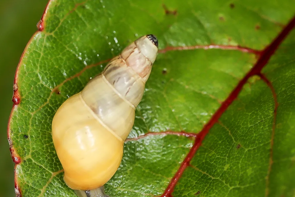 Laminella Venusta