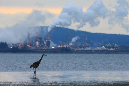 A great blue heron seen wading in front of an oil refinery. Burning and producing fossil fuels are major sources of air pollution. A new study estimates that over the last four decades environmental regulations aimed at improving air quality have saved the lives of some 1.5 billion birds across the United States.