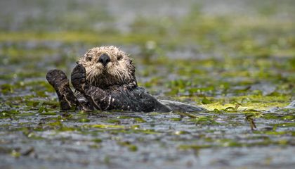 Sea Otters May Be Small Marine Mammals, But Their Effect on an Ecosystem Can Be Huge
