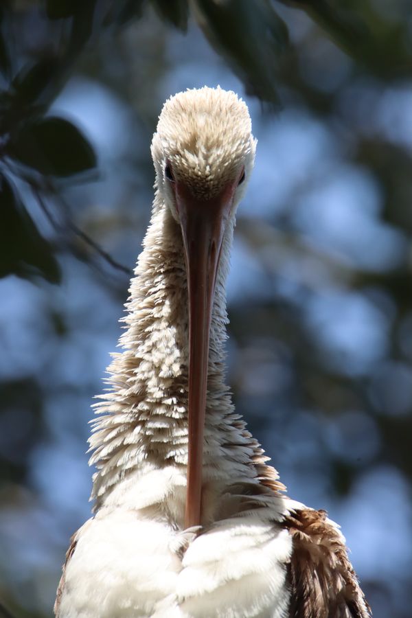 Juvenile White Ibis Preening thumbnail