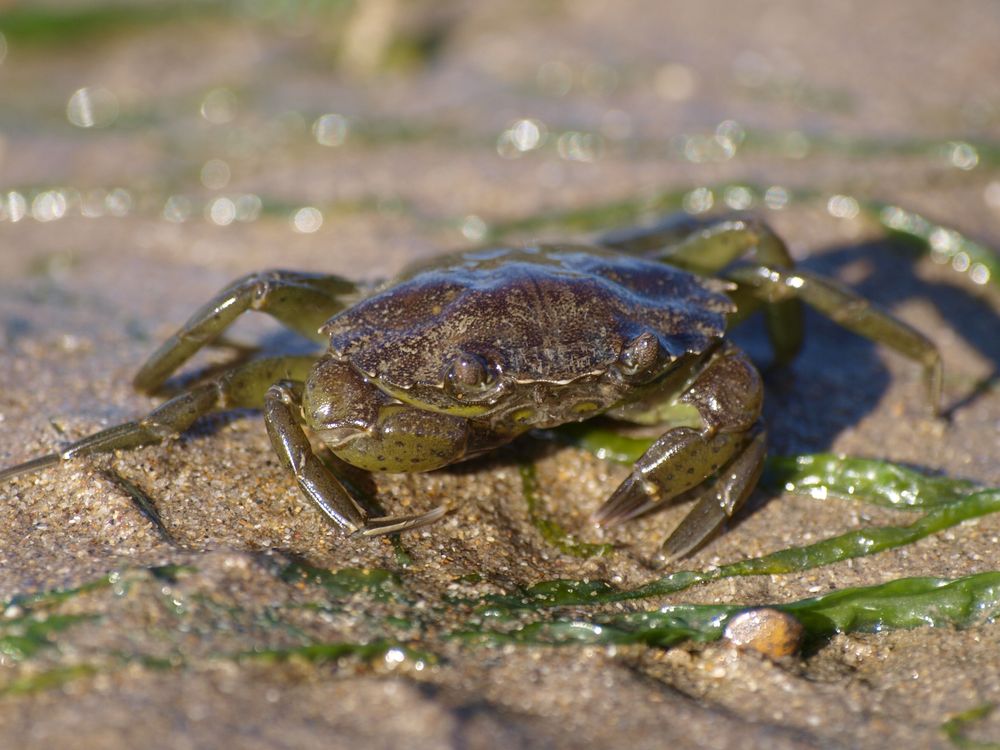 A european green crab, a small dark green crustacean, on damp beach sand with kelp