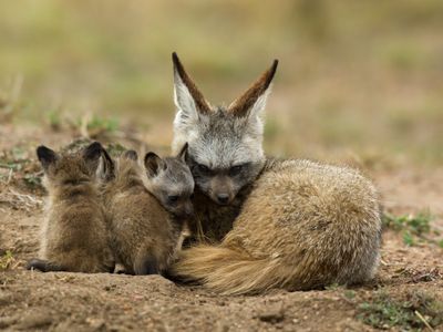 Male bat-eared foxes spend much of their time with their offspring, grooming, engaging them in play and teaching them to forage.