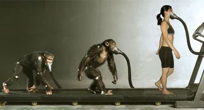 The chimp with the most human-like gait and body type walked upright more efficiently than he knuckle-walkeda finding that study co-author Herman Pontzer calls a snapshot of how this evolution may have taken place. (This composite photograph pays homage to the iconic Evolution of Man.)