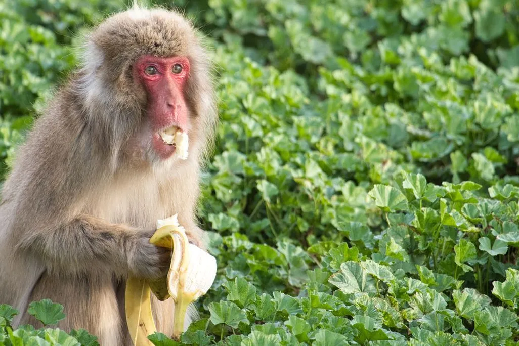 macaque eating banana