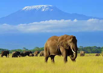 Kenya Wildlife Safari: A Tailor-Made Journey description