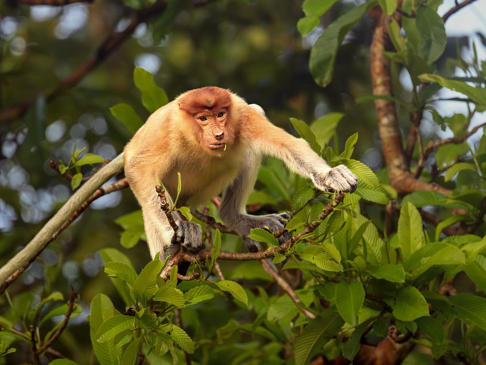 Proboscis Monkey before Jumping | Smithsonian Photo Contest ...