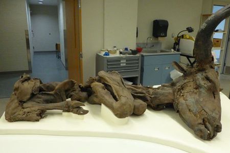 This mummified steppe bison was donated to the Smithsonian’s National Museum of Natural History in the 1970s. Right now, museum audiences can see it online during a virtual tour. 