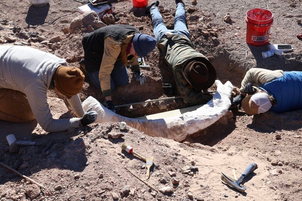 Researchers bending over a tusk on the ground