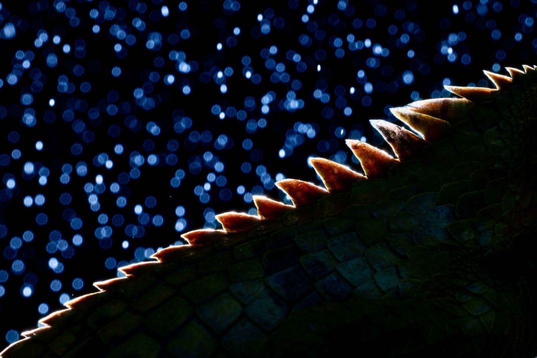 Sawtooth & Scales | Smithsonian Photo Contest | Smithsonian Magazine