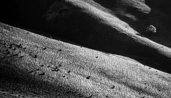 Tree on the Hill thumbnail