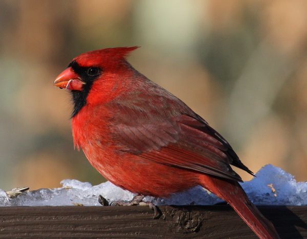 Male Cardinal enjoying a snack in the snow thumbnail